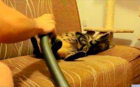 Cat Loves Being Vacuumed - Animals - VIDEOTIME.COM