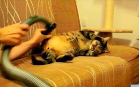 Cat Loves Being Vacuumed - Animals - VIDEOTIME.COM