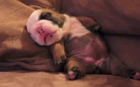 English Bulldog Puppy Dreaming - Animals - VIDEOTIME.COM