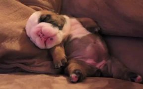 English Bulldog Puppy Dreaming