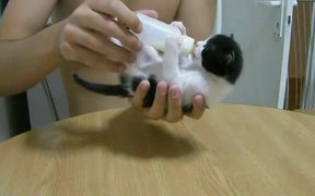 This Kitten Loves Milk