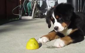 Super Cute Puppy Vs Lemon