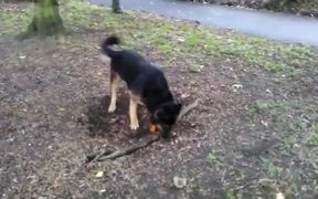 Dog Really Wants The Root - Animals - VIDEOTIME.COM