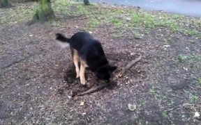 Dog Really Wants The Root - Animals - VIDEOTIME.COM
