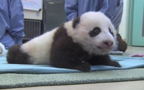 Cute Panda Taking First Steps - Animals - VIDEOTIME.COM