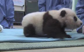 Cute Panda Taking First Steps