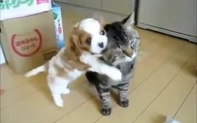 Patient Cat Is Patient - Animals - VIDEOTIME.COM