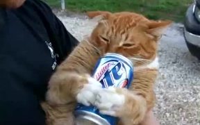 This Cat Loves Beer