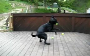 Dogs Dream Come True - Animals - VIDEOTIME.COM