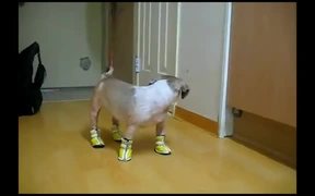 Dogs In Boots - Animals - VIDEOTIME.COM