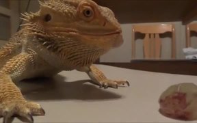 Bearded Dragon Vs Grape - Animals - VIDEOTIME.COM