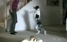 Dog Workout Buddy - Fun - VIDEOTIME.COM