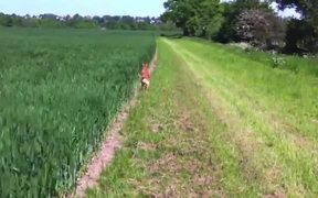 Happy Jumping Dog - Animals - VIDEOTIME.COM