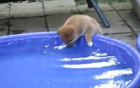 Puppy Is So Mad - Animals - VIDEOTIME.COM