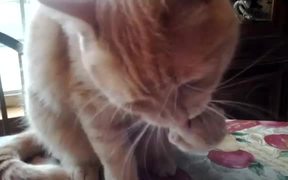 Weird Cat Eating Method