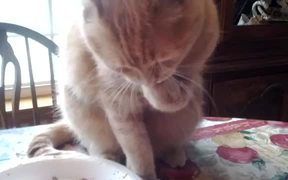 Weird Cat Eating Method - Animals - VIDEOTIME.COM