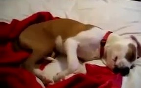 Giggling Dog Sleeping