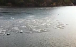 Dolphins Running - Animals - VIDEOTIME.COM