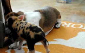 Dog And Pig Playing