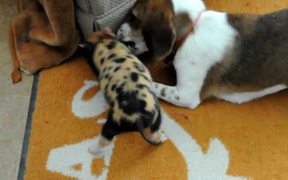 Dog And Pig Playing