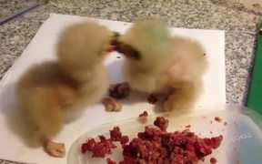 Baby Hawks Fighting