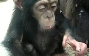 Monkey Licking Windows - Animals - VIDEOTIME.COM