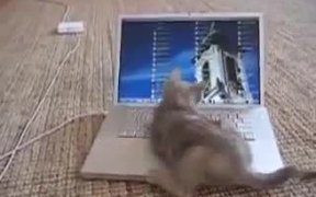 Kitten Vs Computer Screen - Animals - VIDEOTIME.COM