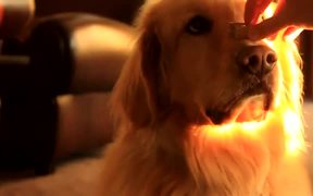 Drooling Dog Wants A Snack - Animals - VIDEOTIME.COM