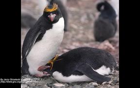 Retracing the Evolution of African Penguins