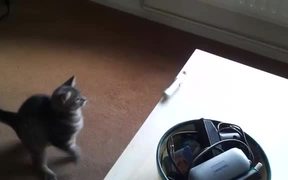Cat Vs Razor - Animals - VIDEOTIME.COM