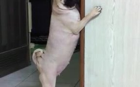 Sneaky Getaway Dog - Animals - VIDEOTIME.COM
