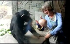 Chimp Hates Baby