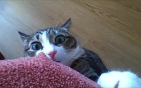 Epic Scared Cat - Animals - VIDEOTIME.COM