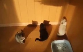 Kittens Vs Shadow