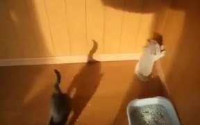 Kittens Vs Shadow - Animals - VIDEOTIME.COM