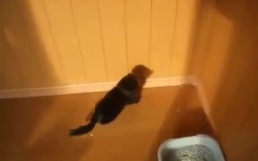 Kittens Vs Shadow - Animals - VIDEOTIME.COM