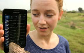 Elephant Smart Phone - Animals - VIDEOTIME.COM