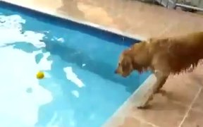 Dog Versus Pool