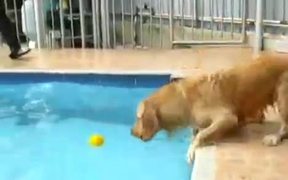 Dog Versus Pool - Animals - VIDEOTIME.COM