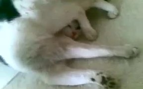 Ultra Passive Cat