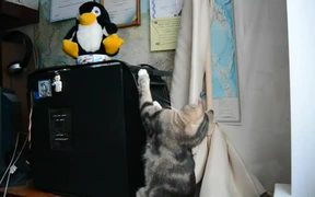 Cat Vs Disk Drive - Animals - VIDEOTIME.COM