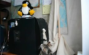 Cat Vs Disk Drive