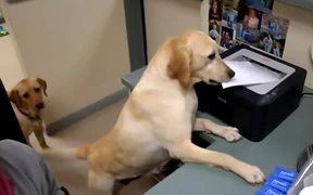 Secretary Dog - Animals - VIDEOTIME.COM