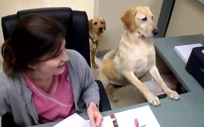 Secretary Dog - Animals - VIDEOTIME.COM