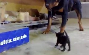 Kitten Vs Rottweiler