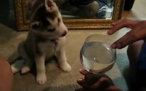 Dog Is Intruiged - Animals - VIDEOTIME.COM