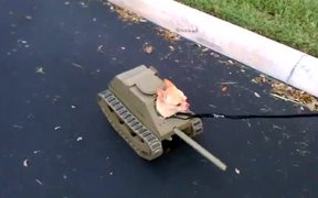 Tank Dog - Animals - VIDEOTIME.COM