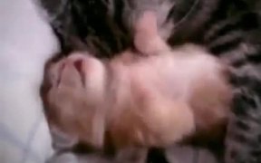 Kitten Bad Dreams - Animals - VIDEOTIME.COM