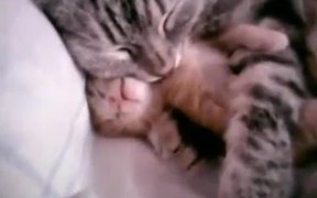 Kitten Bad Dreams - Animals - VIDEOTIME.COM