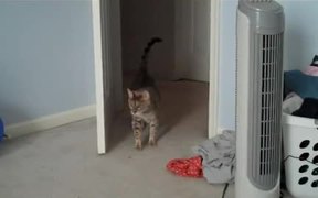 Scaredy Cat - Animals - VIDEOTIME.COM